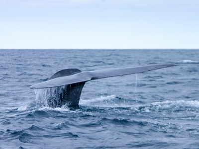 Bryde's Whale