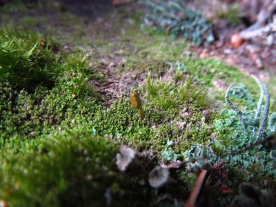 Bug‑on‑a‑stick moss