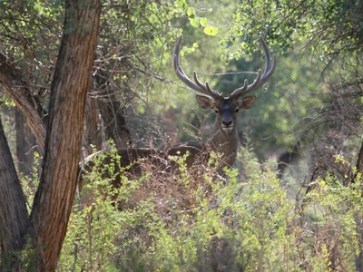 Bukhara deer