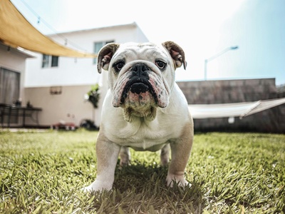 Bulldog
