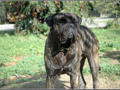 Bullmastiff