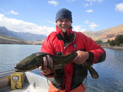 Burbot