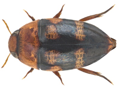 Burrowing Water Beetle