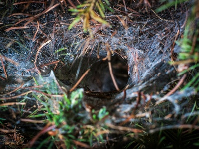 Burrowing wolf spider
