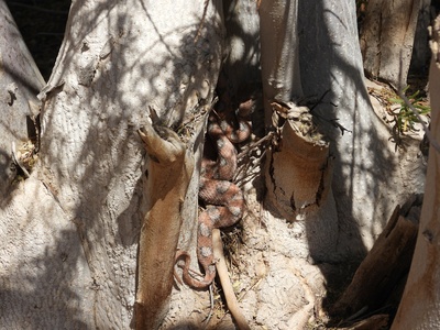 Burton's Carpet Viper