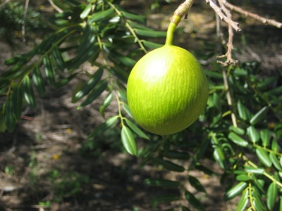 Bush Mango