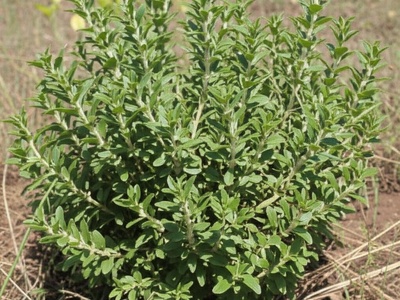 Bushy matgrass (oregano brujo)