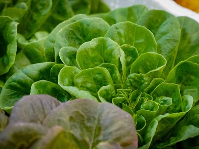 Butter Lettuce