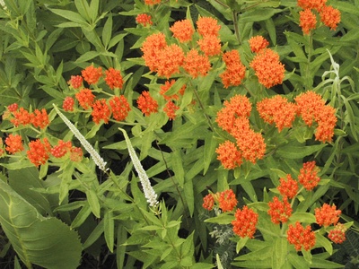 Butterfly Milkweed