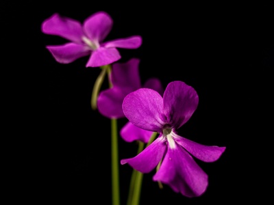 Butterwort
