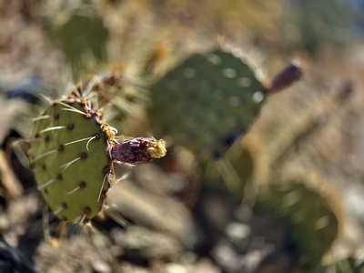 Cactus Pear
