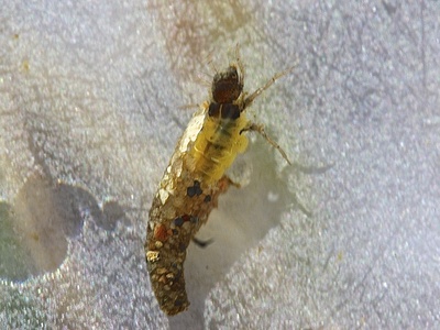 Caddisfly larva
