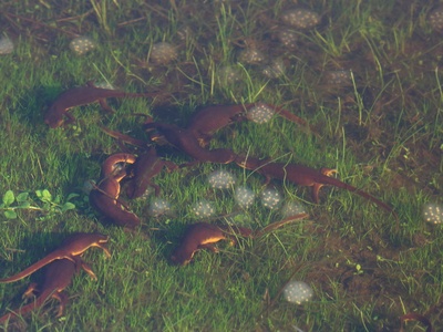 California Newt