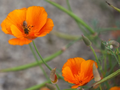 California Poppy
