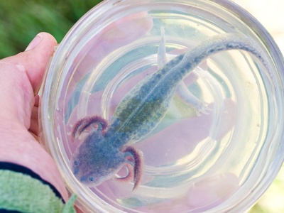 California Tiger Salamander