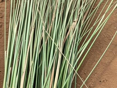 Camel grass