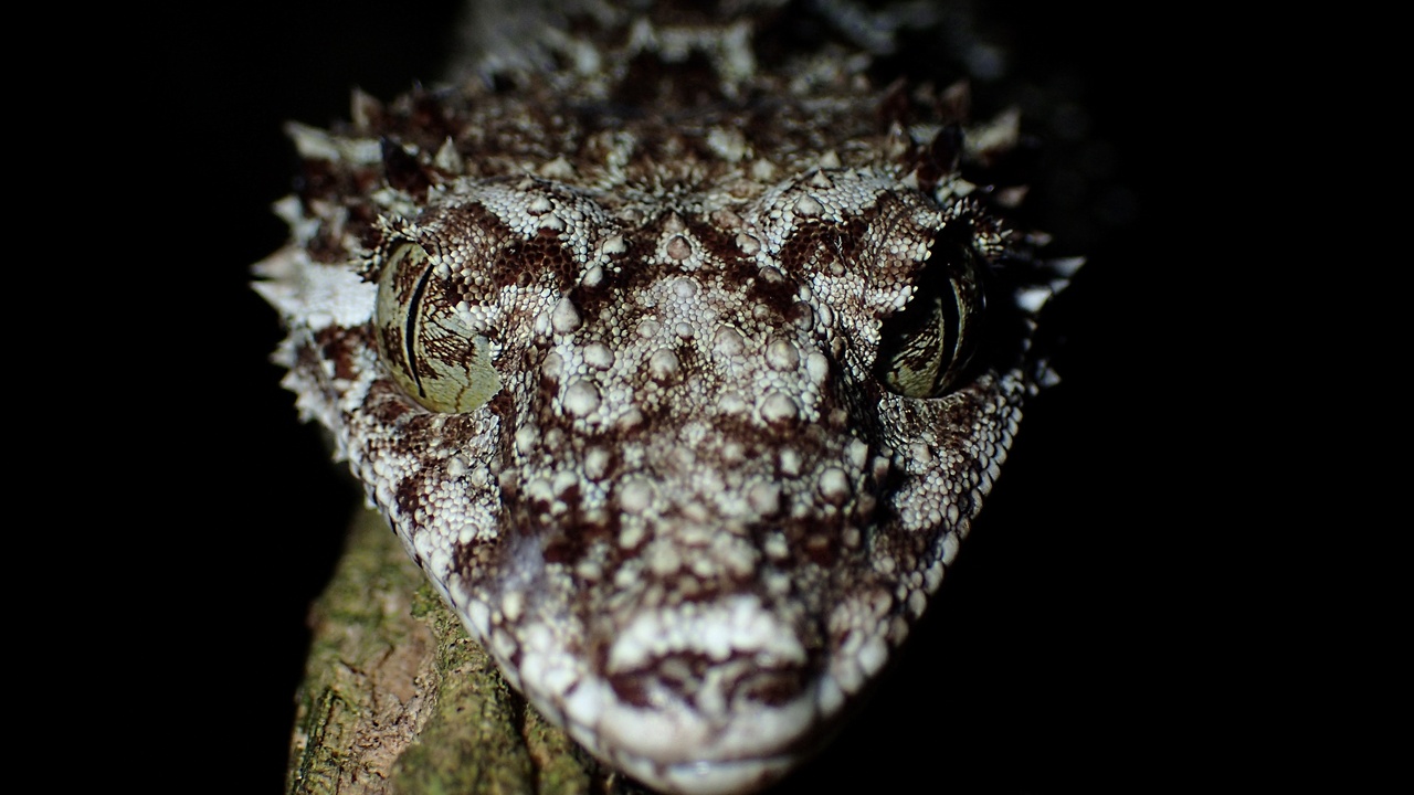 Leaf-tailed gecko blending into tree bark