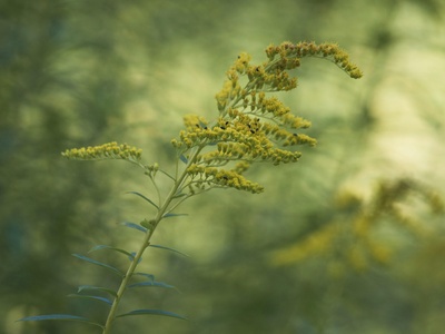 Canada Goldenrod
