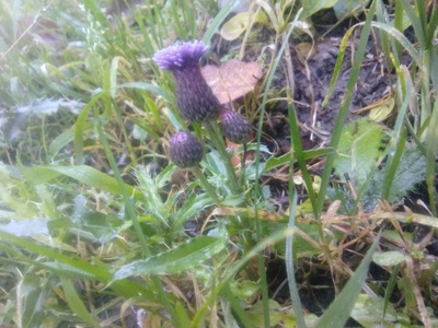 Canada Thistle