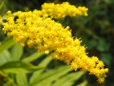 Canadian Goldenrod