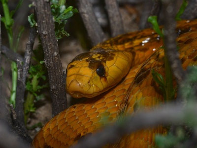 Cape Cobra