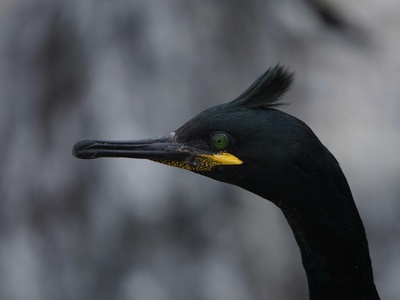 Cape Cormorant