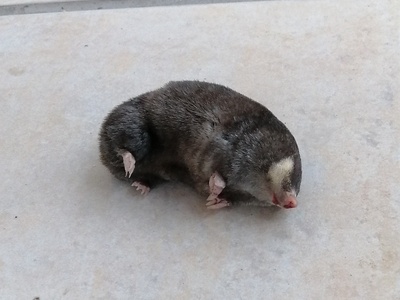 Cape golden mole