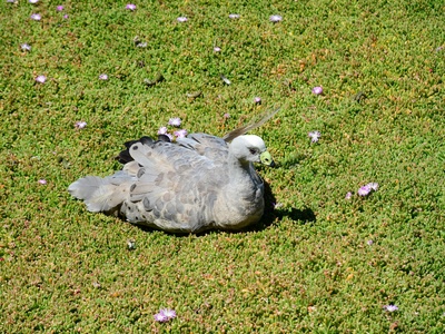 Cape Turtle Dove