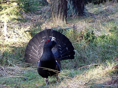 Capercaillie