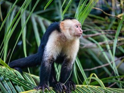 Capuchin omitted due to omnivory