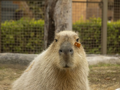 Capybara