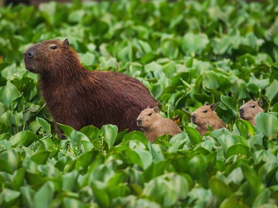 Capybara (Chigüire)
