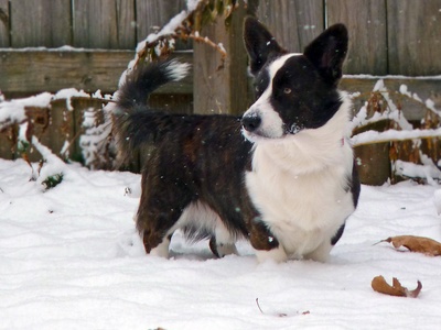 Cardigan Welsh Corgi