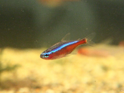 Cardinal Tetra