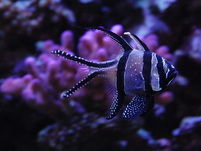 Cardinalfish