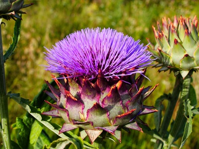 Cardoon