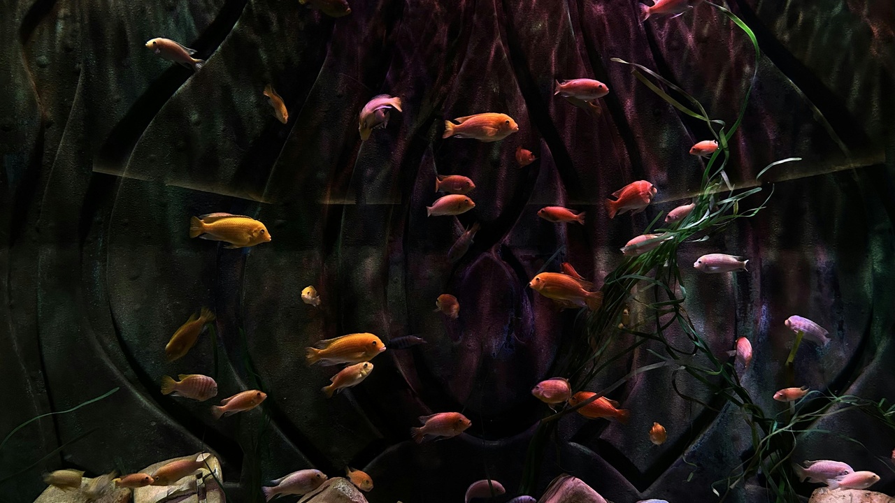 Aquarium setup with filtration and plants suitable for goldfish