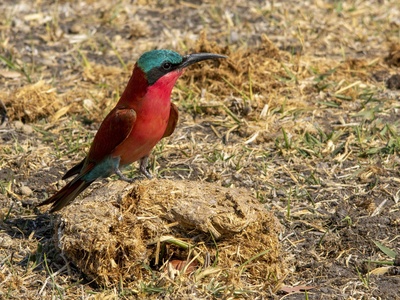 Carmine bee-eater