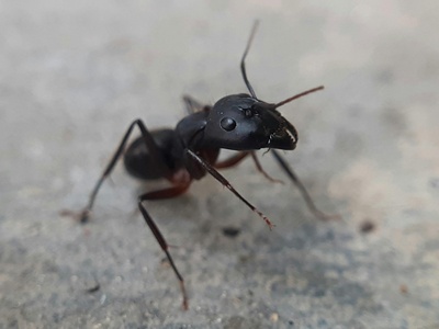 Carpenter ant