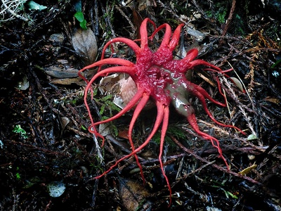 Carrion flies (general) 