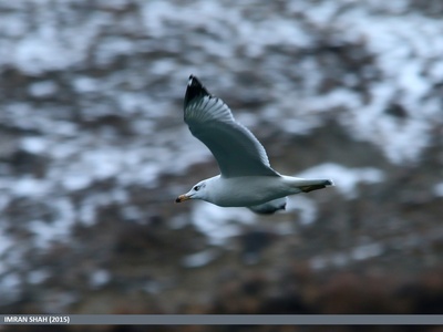 Caspian Gull