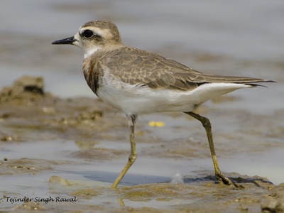 Caspian Plover