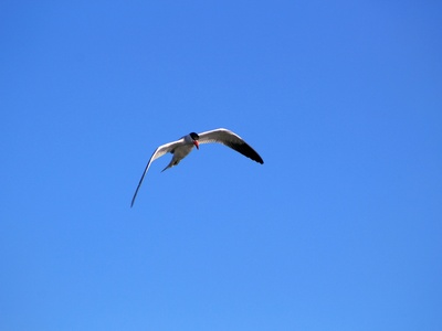 Caspian Tern