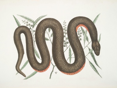 Caspian whipsnake