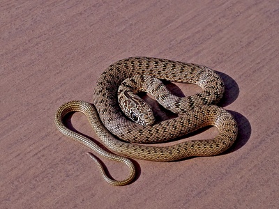 Caspian whipsnake