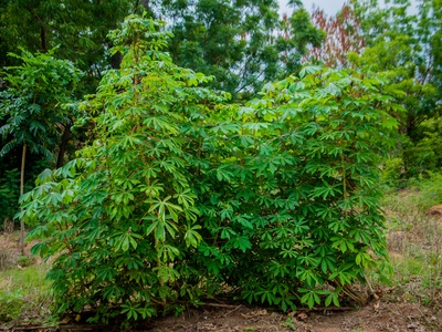Cassava