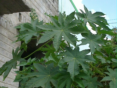 Castor Oil Plant