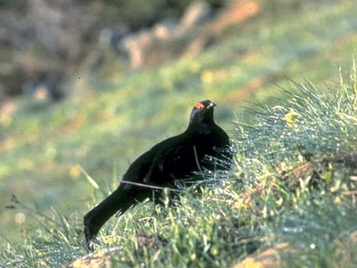 Caucasian black grouse