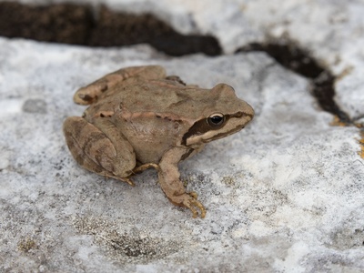 Caucasian Brown Frog