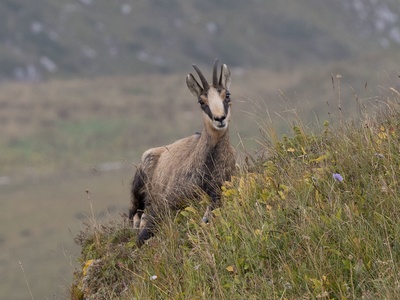 Caucasian chamois